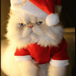 Weihnachten_Katze_1[1]